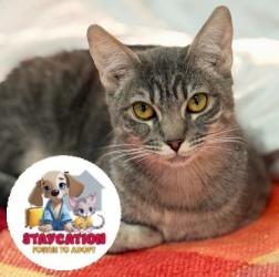 Mia, Adoptable, Adult Female Domestic Short Hair & Domestic Short Hair.