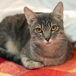 Enlarge Mia, a Adoptable mixed breed in Phoenix, AZ image 2/2