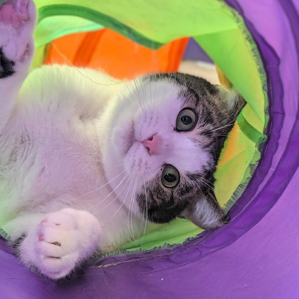 Clinger, Adoptable, Adult Female Domestic Short Hair.