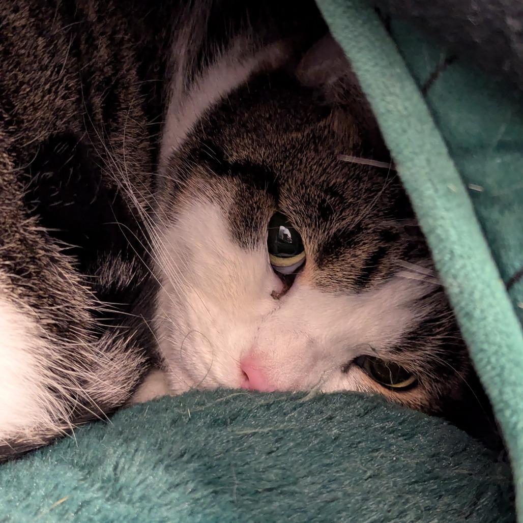 Enlarge Clinger, a Adoptable Domestic Short Hair in Marysville, OH image 1/3