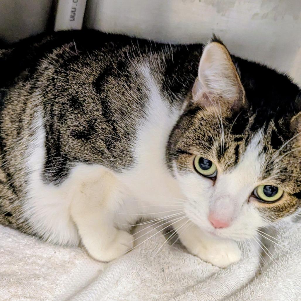 Enlarge Clinger, a Adoptable Domestic Short Hair in Marysville, OH image 2/3