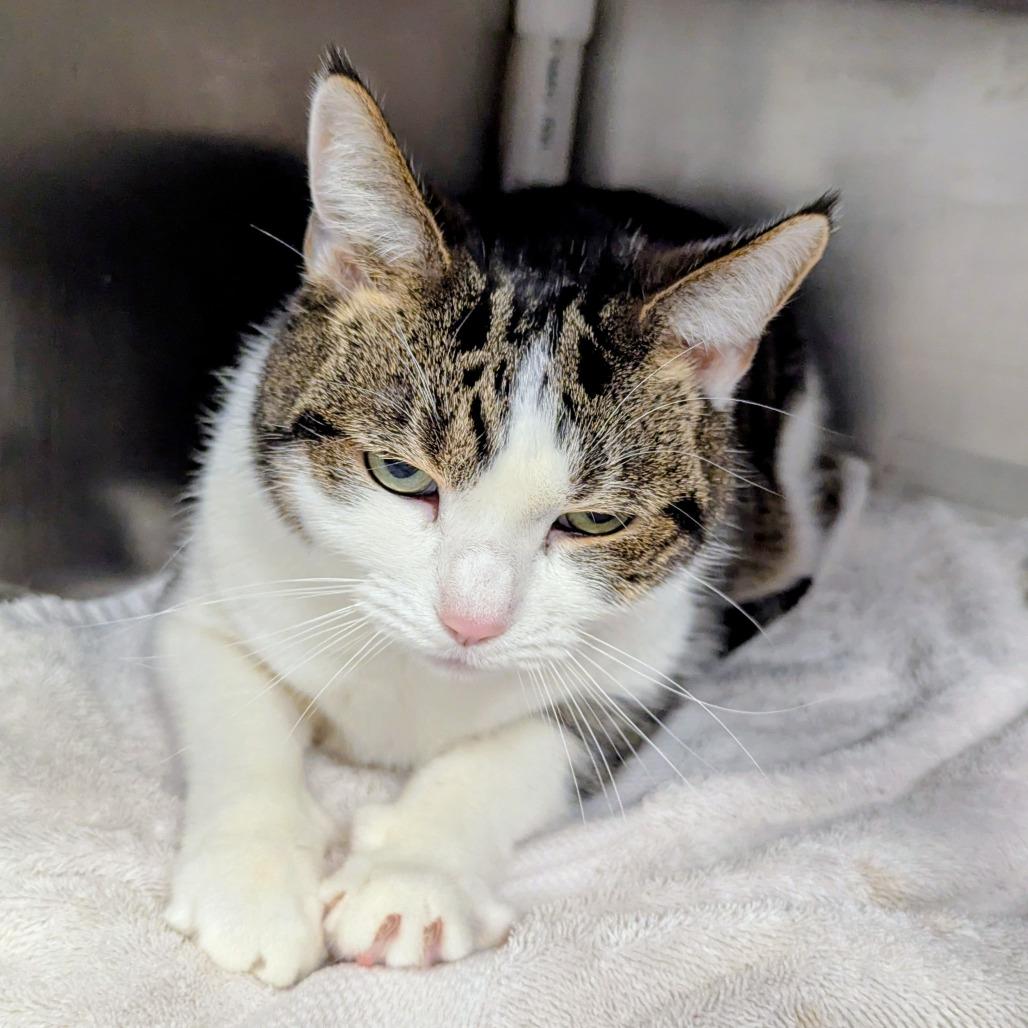 Enlarge Clinger, a Adoptable Domestic Short Hair in Marysville, OH image 3/3