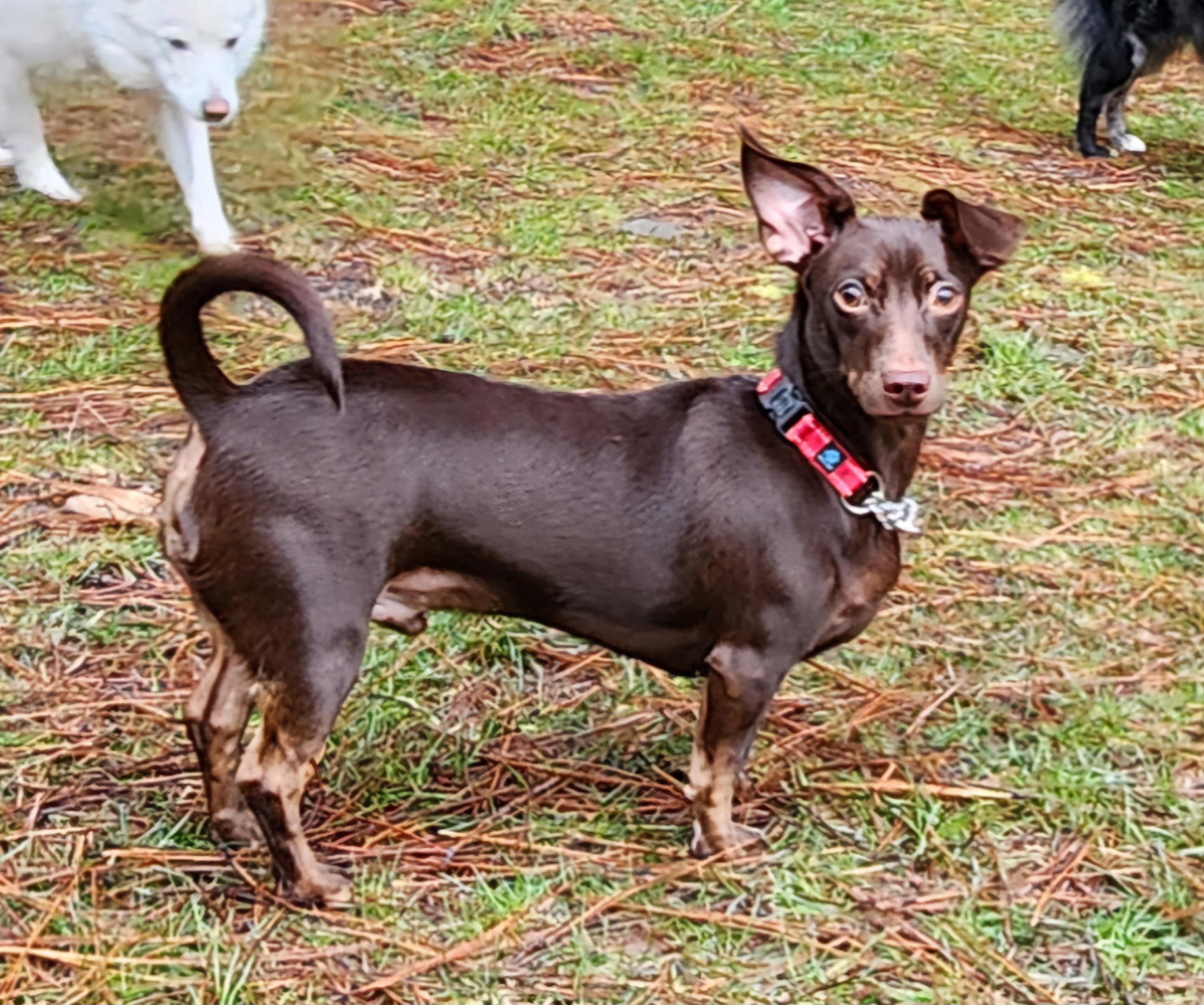 Enlarge Hershey , a ADOPTABLE mixed breed in Goldendale, WA image 1/1