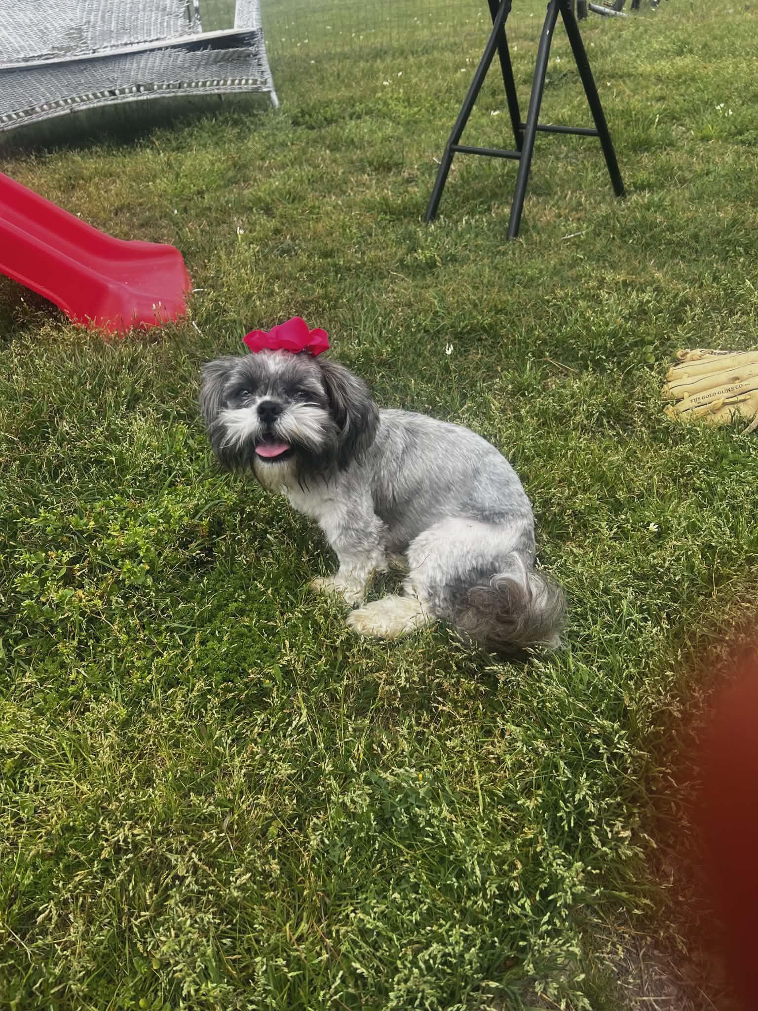 Lulu, adopted, Young Female Maltipoo.