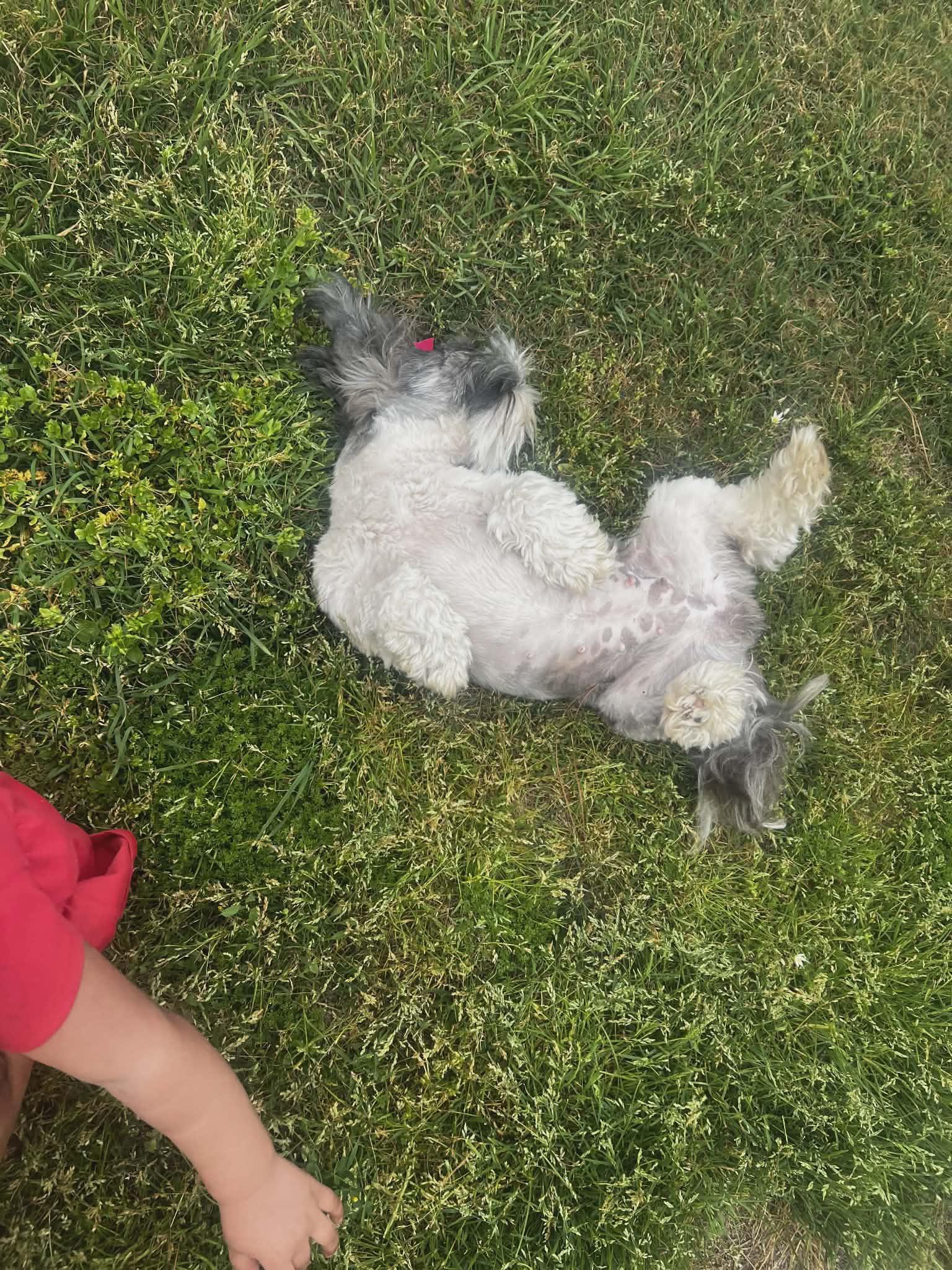 Enlarge Lulu, an adopted Maltipoo in Dallas, TX image 4/4