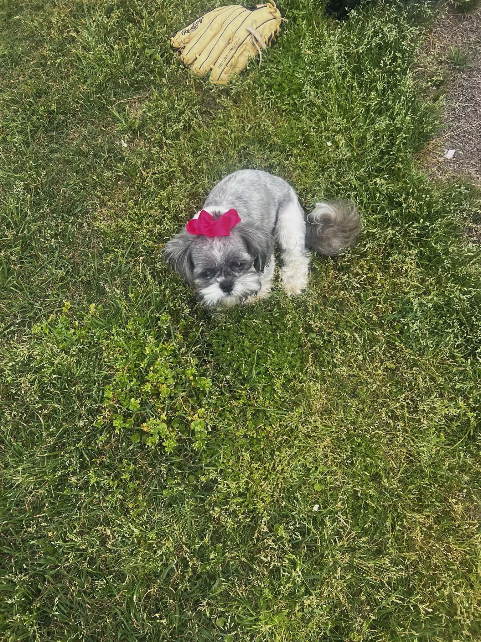 Enlarge Lulu, an adopted Maltipoo in Dallas, TX image 3/4