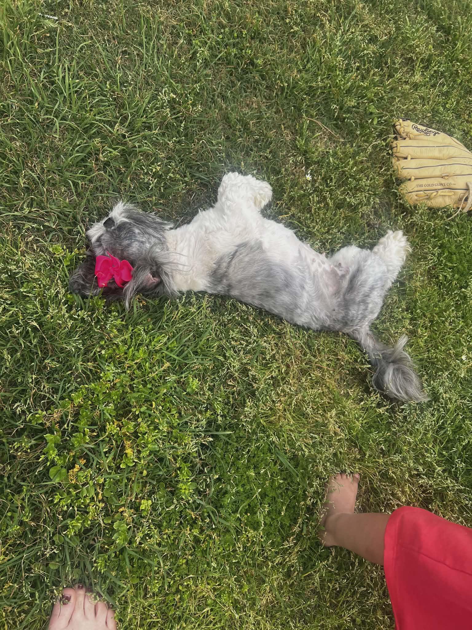 Enlarge Lulu, an adopted Maltipoo in Dallas, TX image 2/4