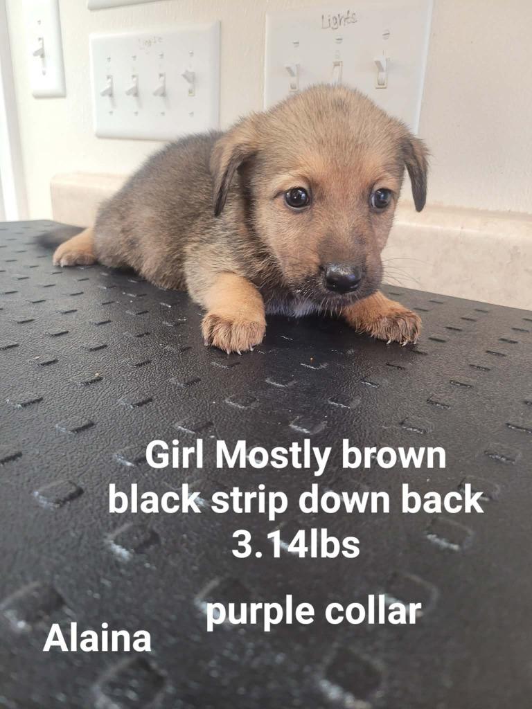 Enlarge Alaina, a Adopted mixed breed in Sunrise Beach, MO image 1/1