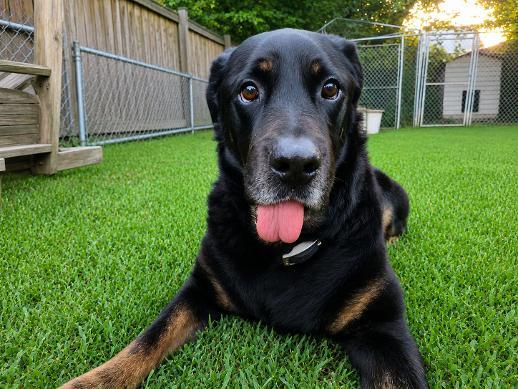 Rags, Adoptable, Senior Male Rottweiler & Retriever.