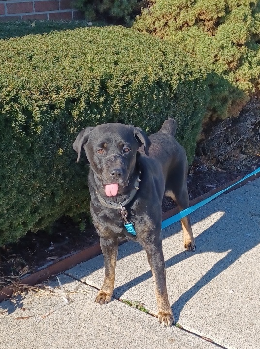 Enlarge Rags, a Adoptable mixed breed in Detroit, MI image 8/12