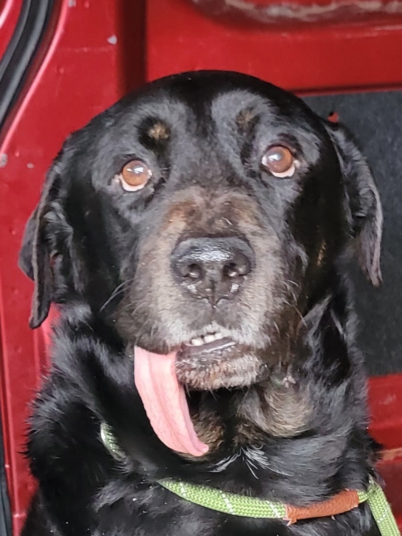 Enlarge Rags, a Adoptable mixed breed in Detroit, MI image 9/12