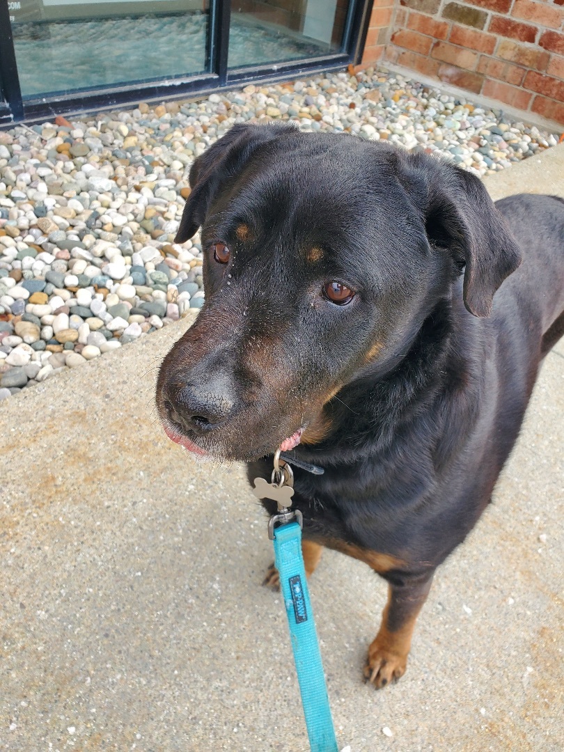 Enlarge Rags, a Adoptable mixed breed in Detroit, MI image 10/12