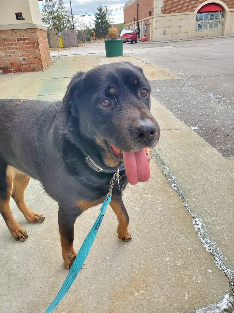 Rags, a Adoptable mixed breed in Detroit, MI image 1/12