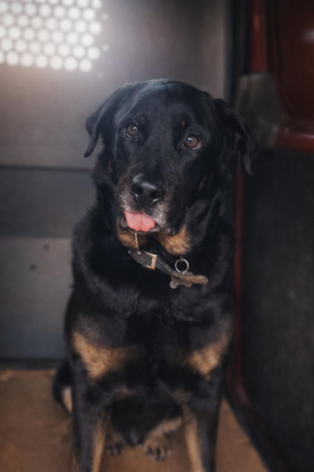 Enlarge Rags, a Adoptable mixed breed in Detroit, MI image 1/6