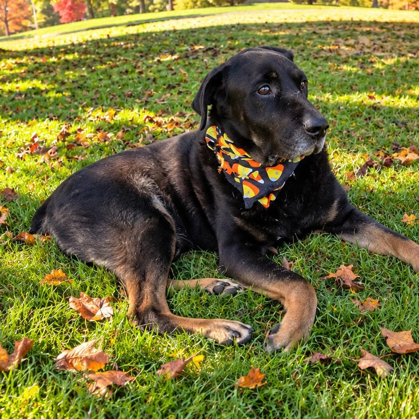 Rags, Adoptable, Senior Male Rottweiler & Retriever.