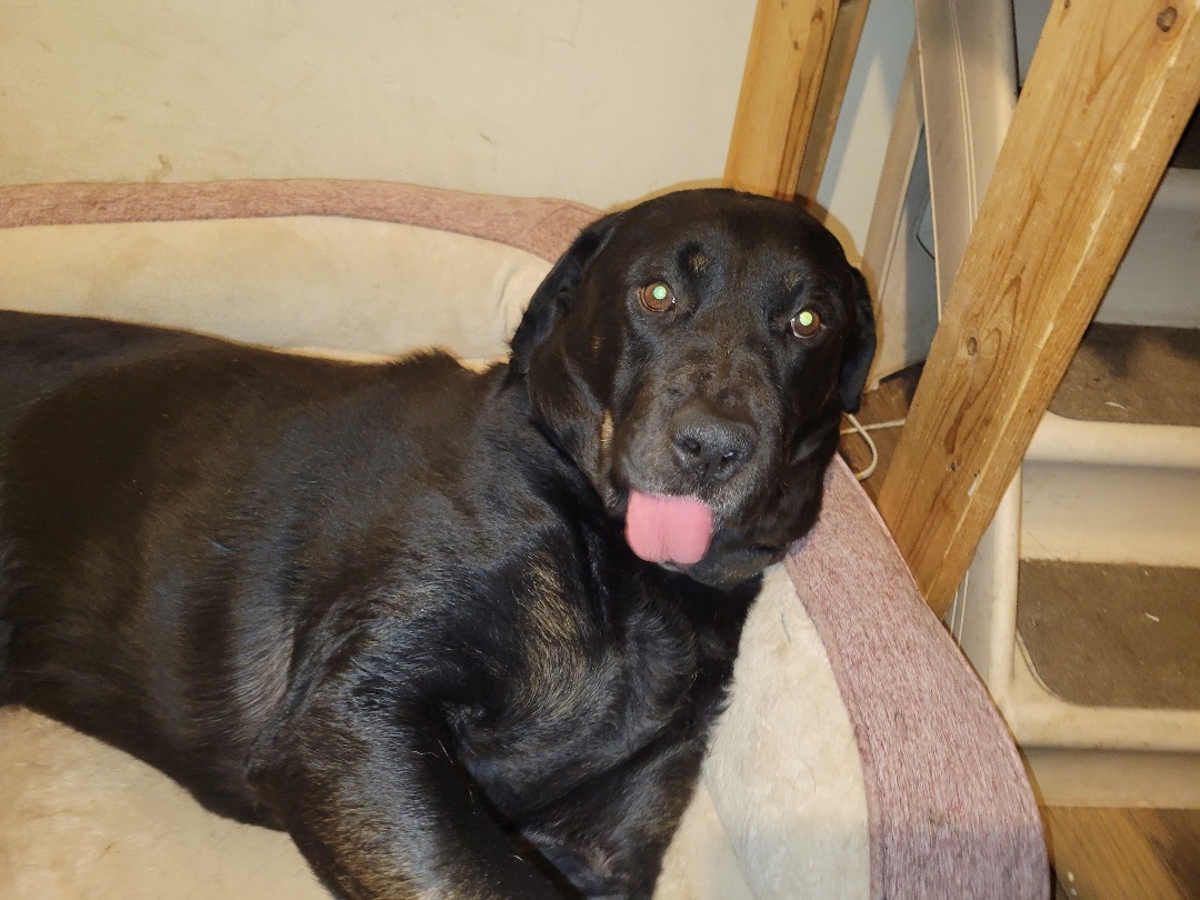 Enlarge Rags, a Adoptable mixed breed in Detroit, MI image 11/12