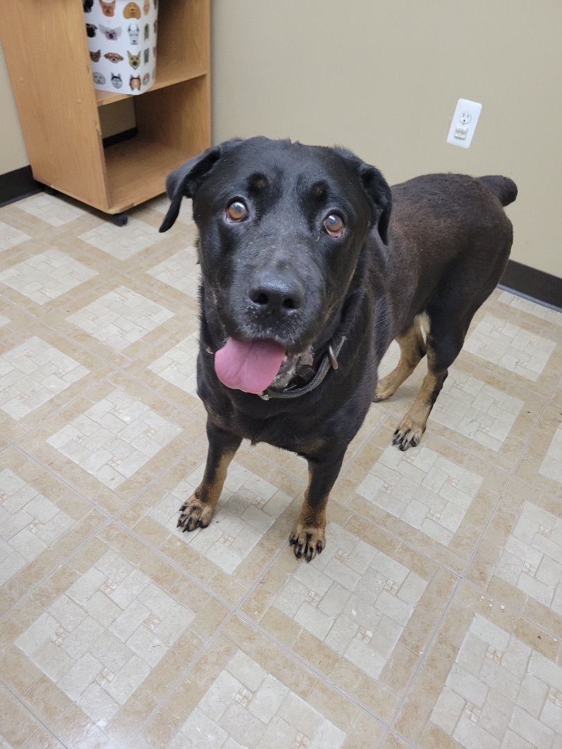 Enlarge Rags, a Adoptable mixed breed in Detroit, MI image 12/12