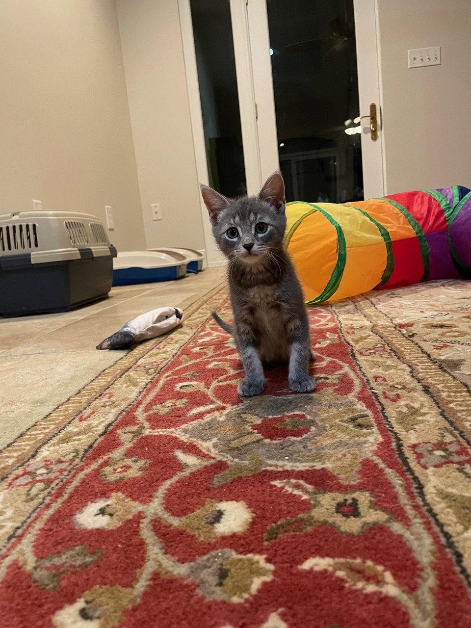 Enlarge Petunia, a Adopted Domestic Short Hair in Broomall, PA image 2/3