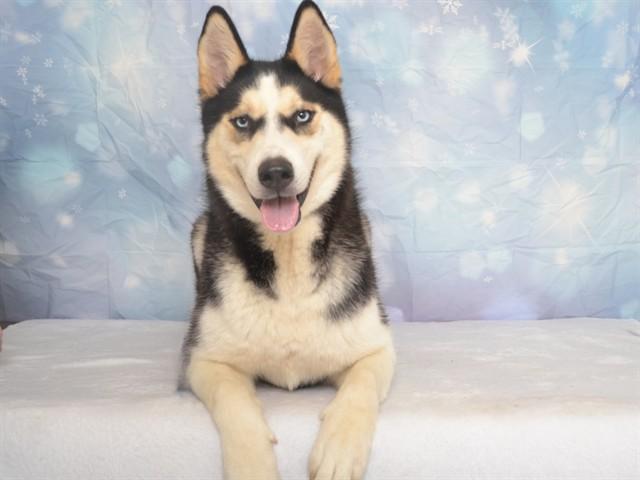 GABRIEL, Adoptable, Young Male Siberian Husky & Mixed Breed.