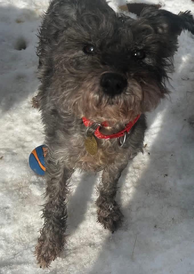 Enlarge Jersey, a ADOPTABLE Miniature Schnauzer in Oak Ridge, NJ image 2/2