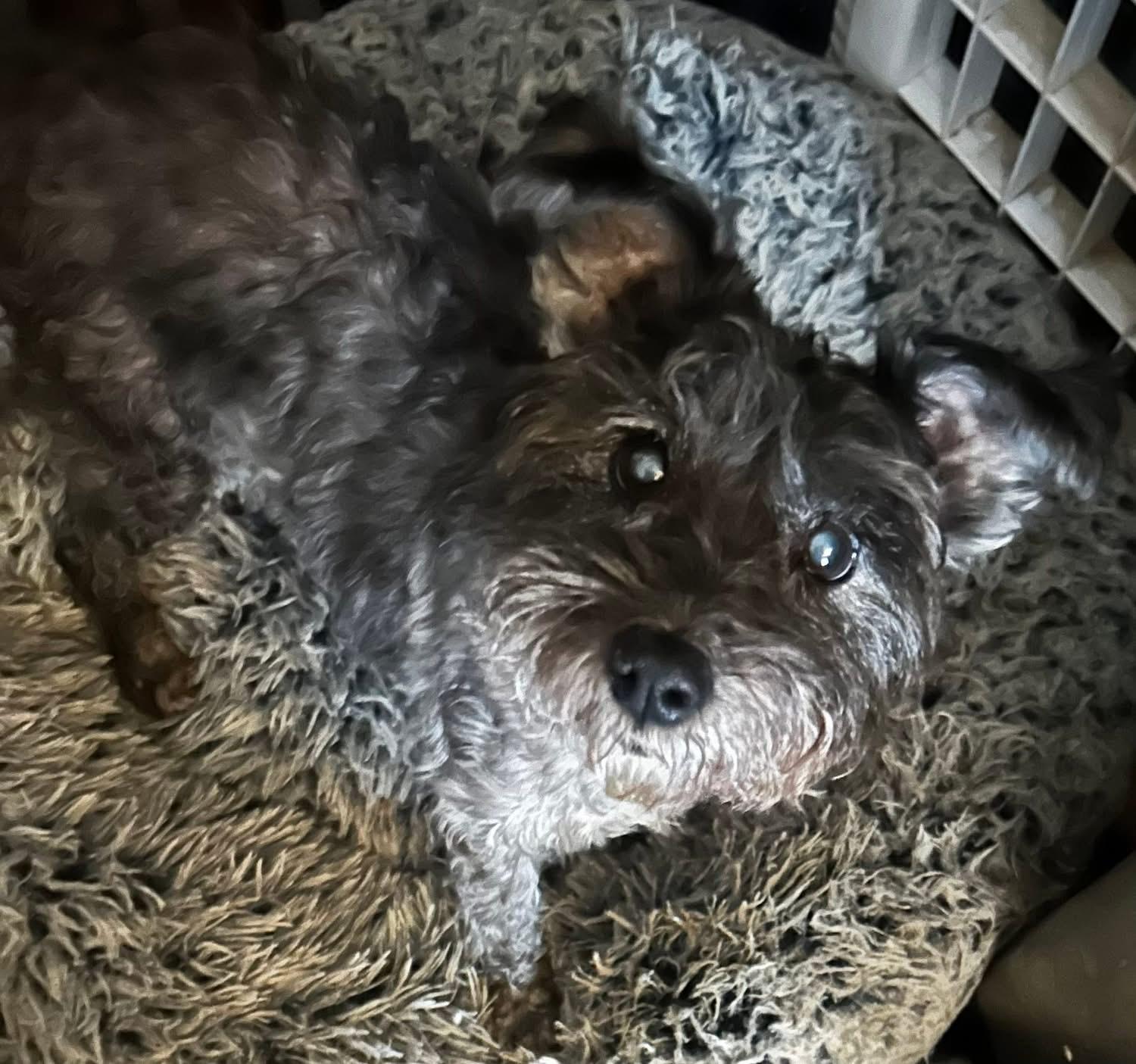 Jersey, ADOPTABLE, Senior Female Miniature Schnauzer.