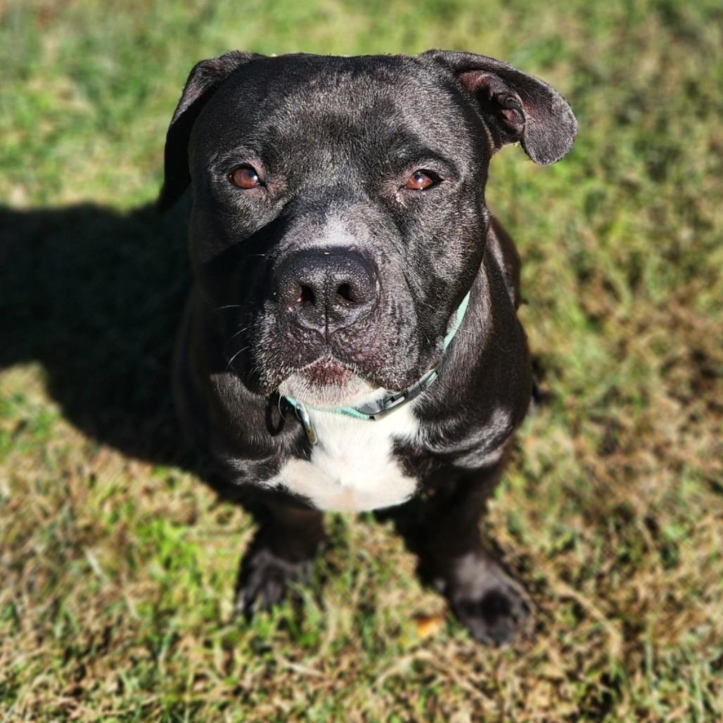 Enlarge Jacob, a Adoptable Terrier in Waynesboro, PA image 1/1