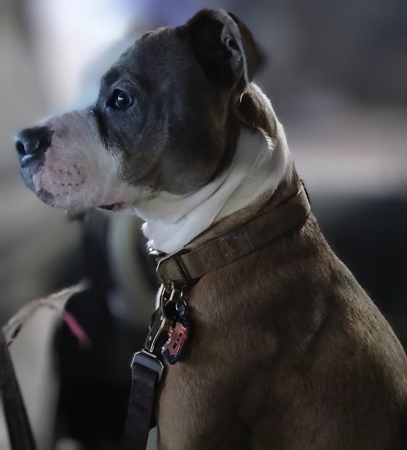 Onyx, Adoptable, Young Male American Staffordshire Terrier.