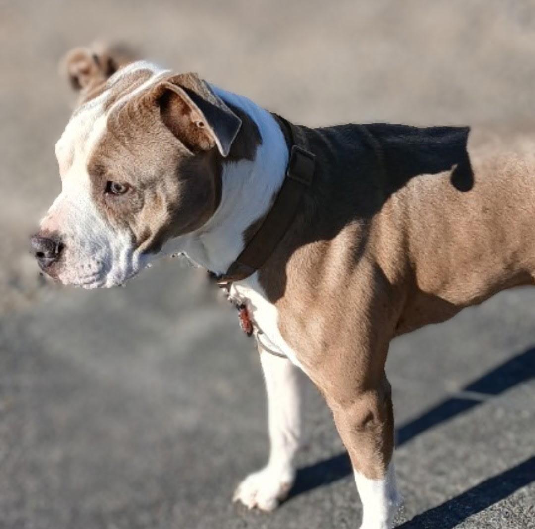Onyx, a Adoptable American Staffordshire Terrier in Ypsilanti, MI image 3/4