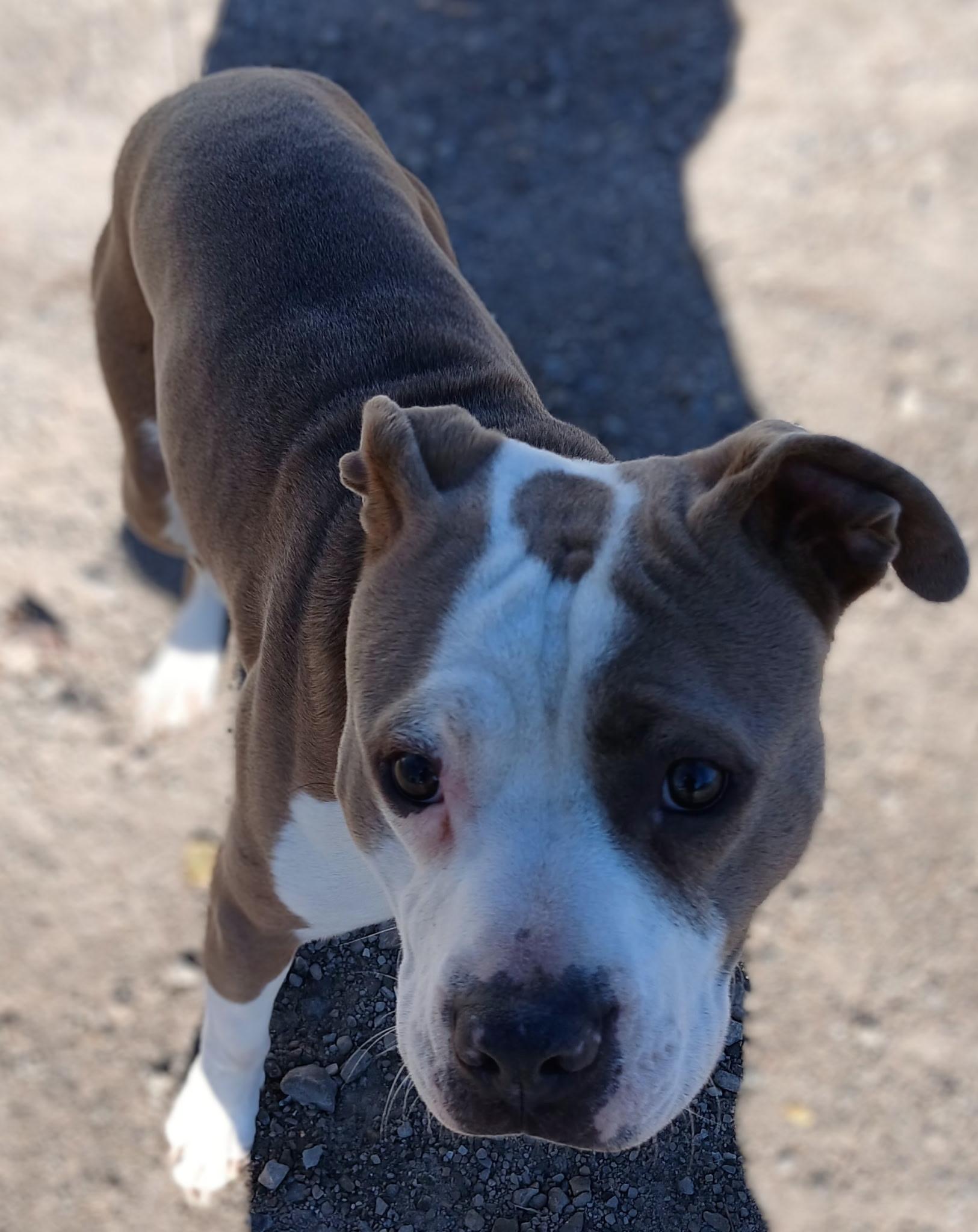 Onyx, a Adoptable American Staffordshire Terrier in Ypsilanti, MI image 2/4
