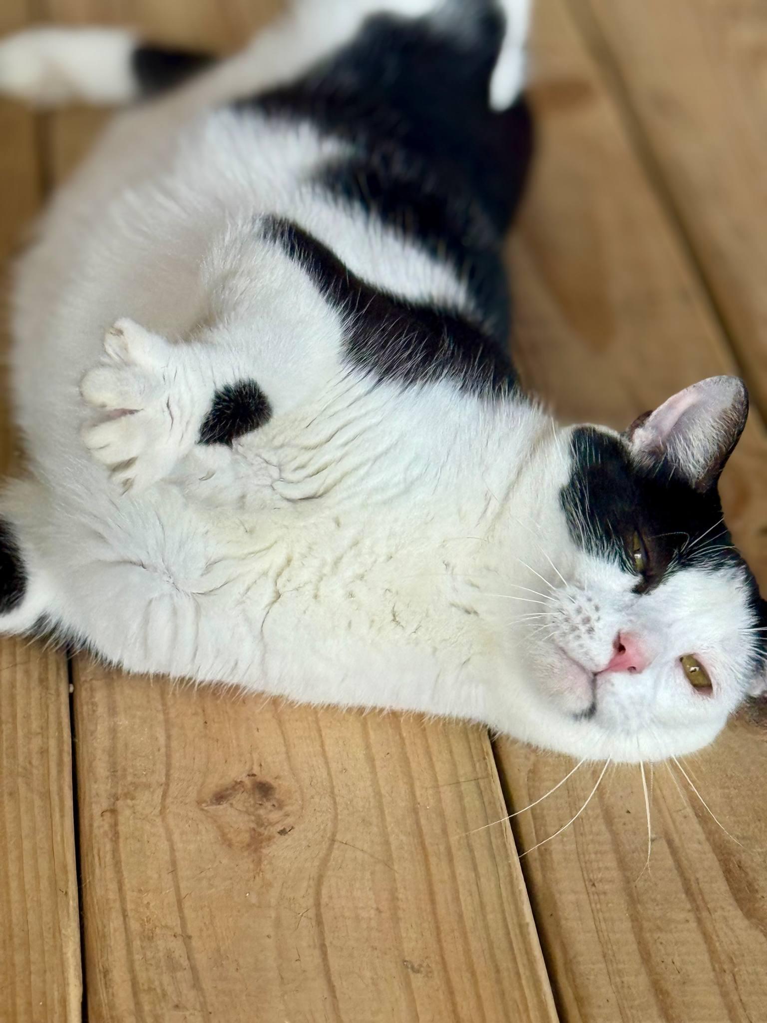 Olive, Adoptable, Adult Female Domestic Short Hair.