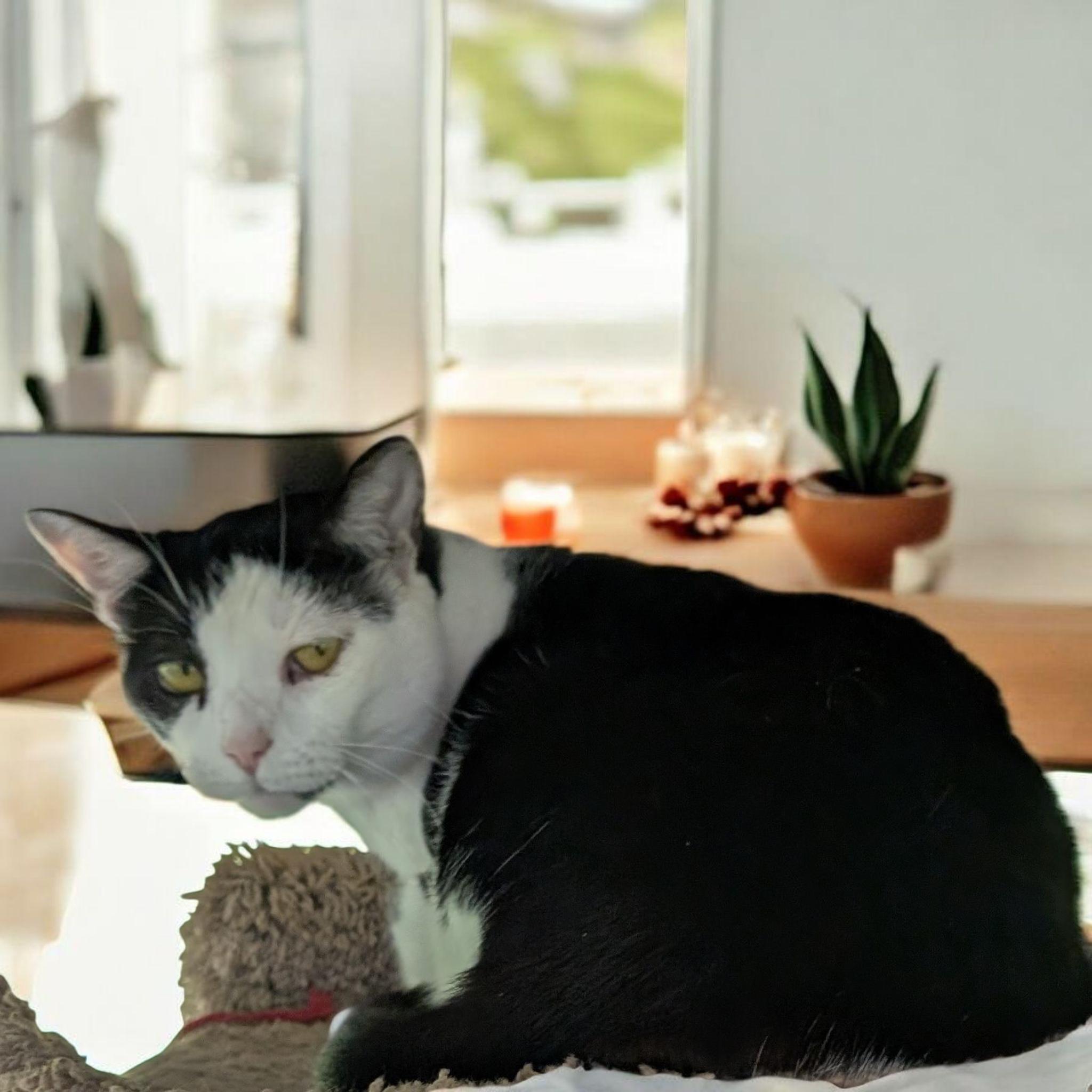 Enlarge Olive, a Adoptable Domestic Short Hair in Chuckey, TN image 2/6