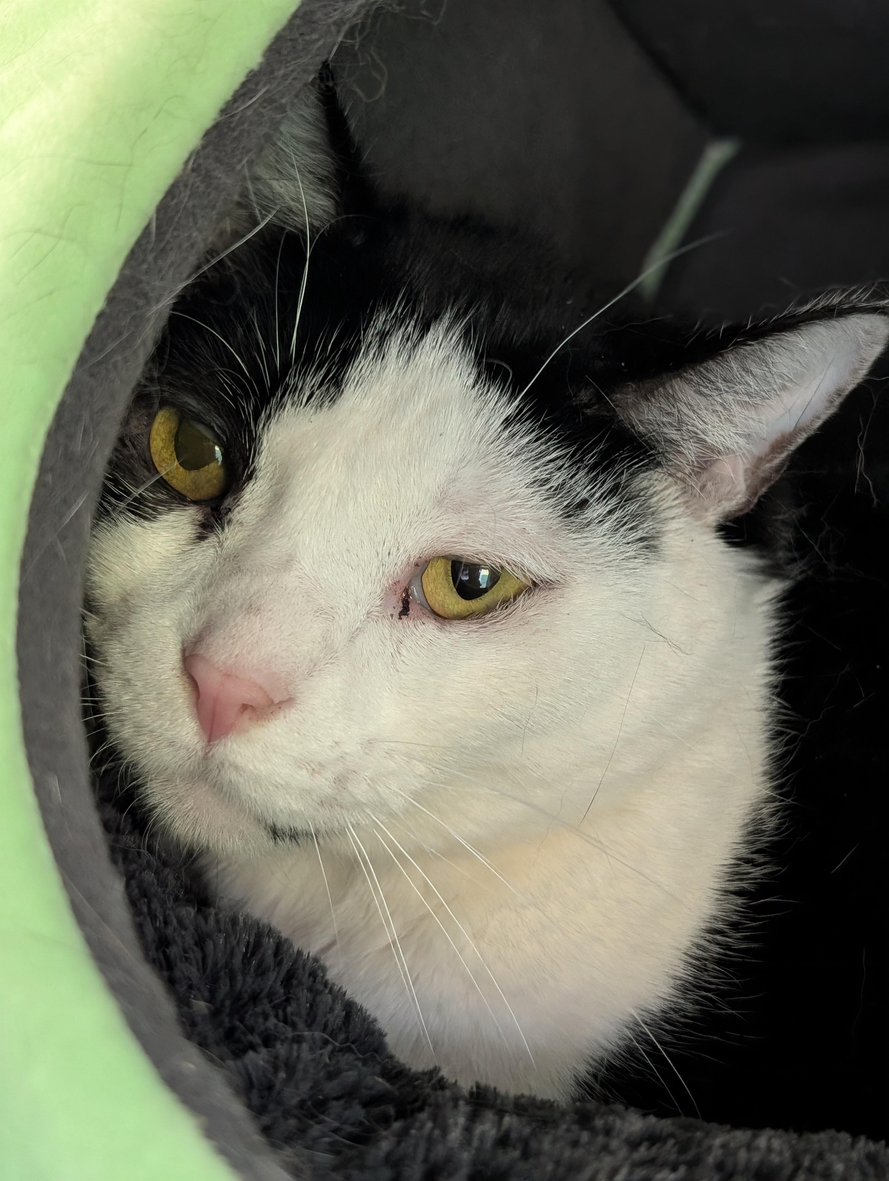 Enlarge Olive, a Adoptable Domestic Short Hair in Chuckey, TN image 3/6