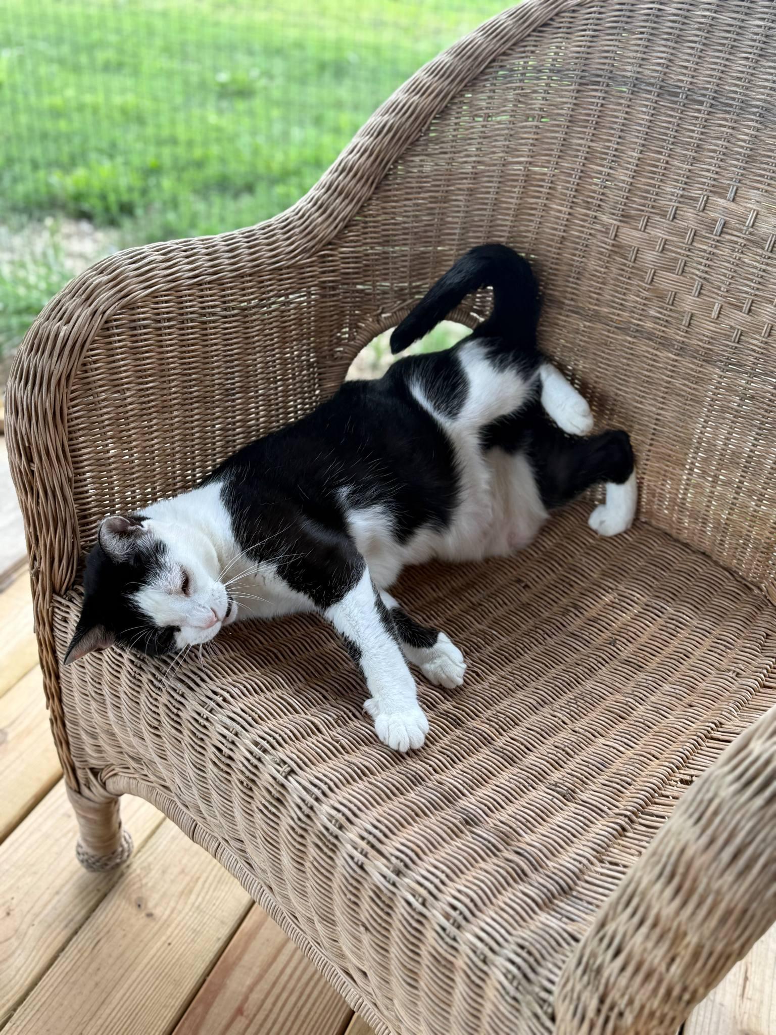 Olive, Adoptable, Adult Female Domestic Short Hair.