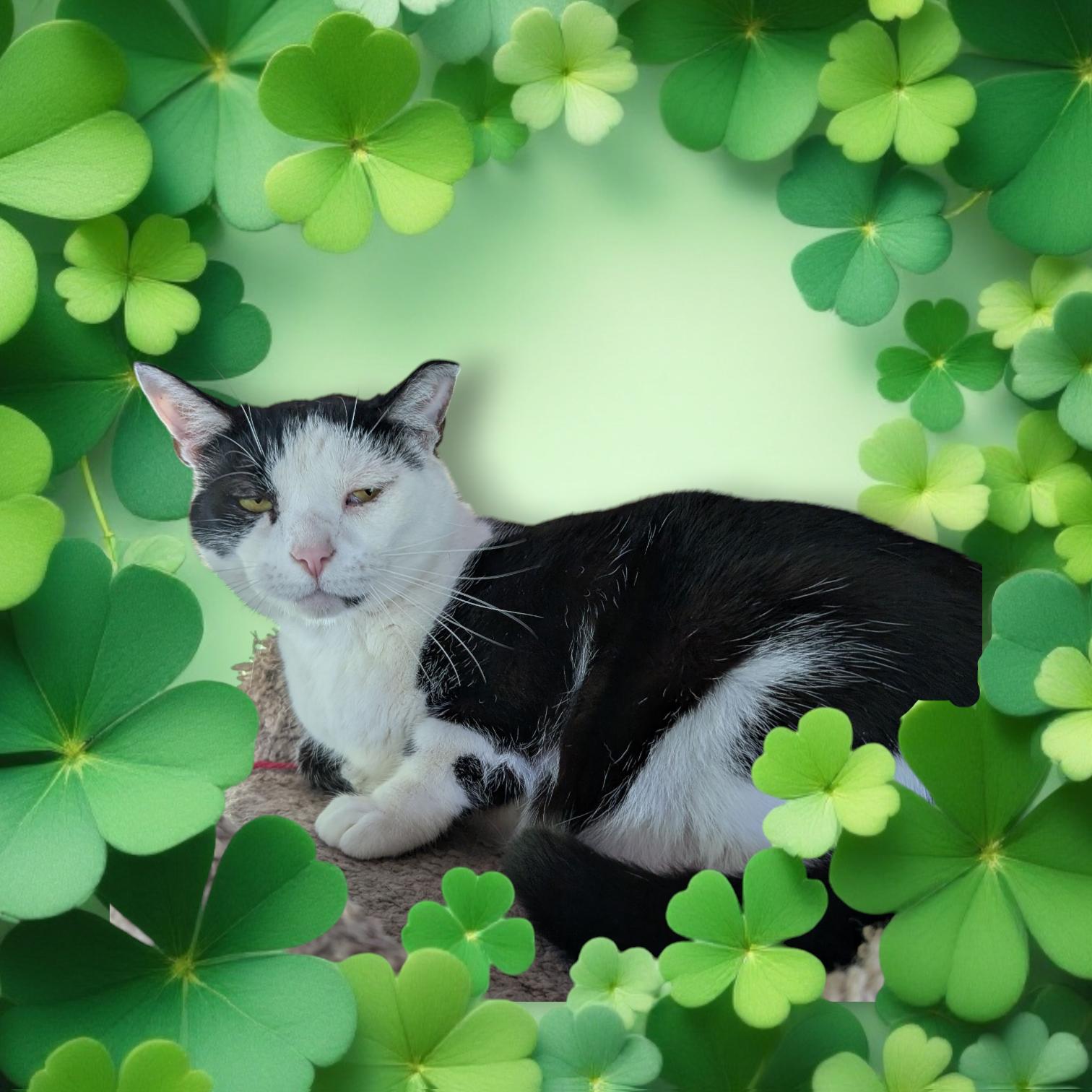 Olive thumbnail 2