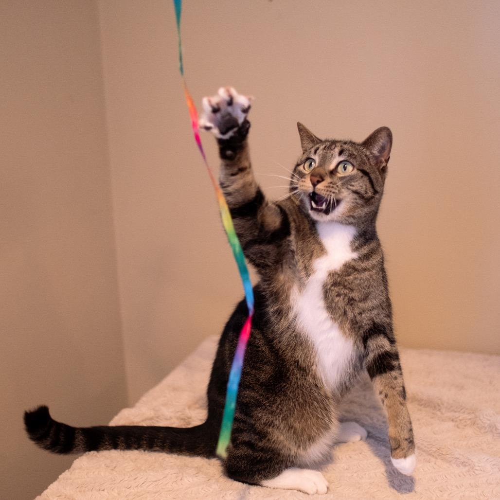 Mack, Adoptable, Adult Male Domestic Short Hair.