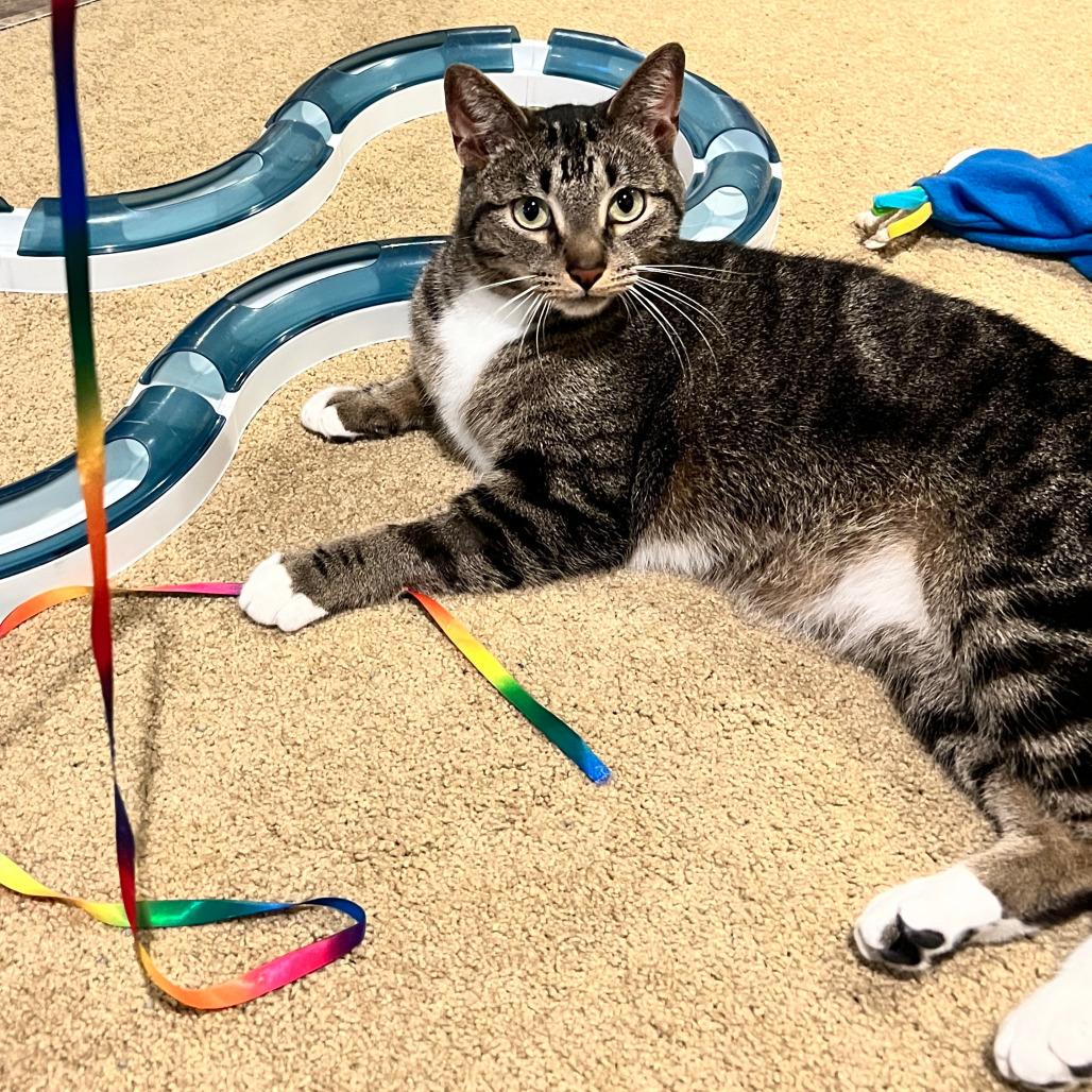 Mack, Adoptable, Adult Male Domestic Short Hair.