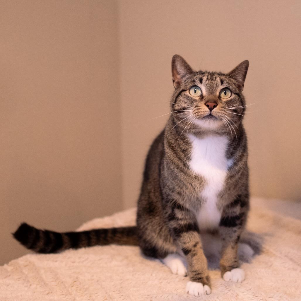 Mack, a Adoptable Domestic Short Hair in Inver Grove Heights, MN image 3/6