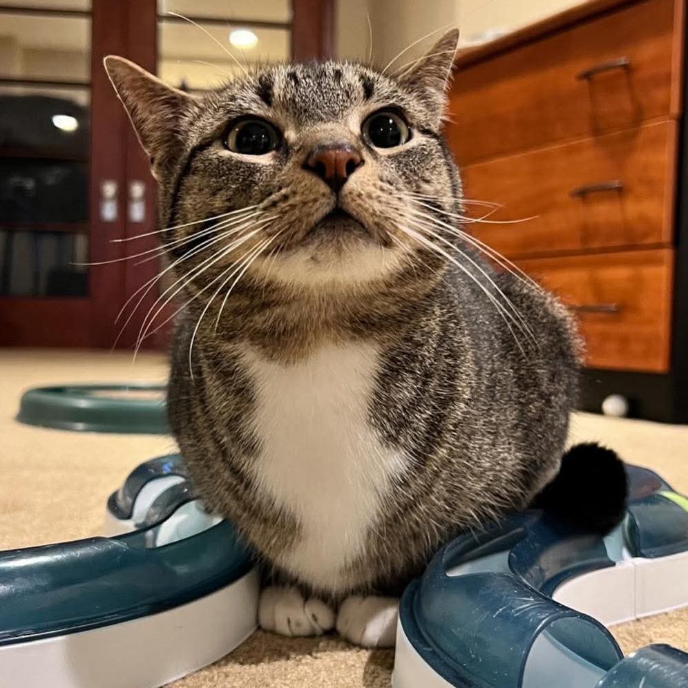 Mack, a Adoptable Domestic Short Hair in Inver Grove Heights, MN image 2/6