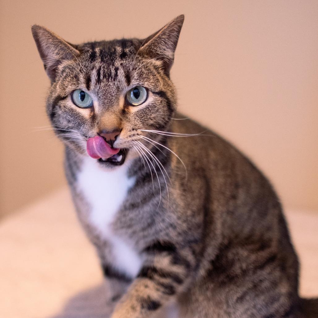 Enlarge Mack, a Adoptable Domestic Short Hair in Inver Grove Heights, MN image 4/6