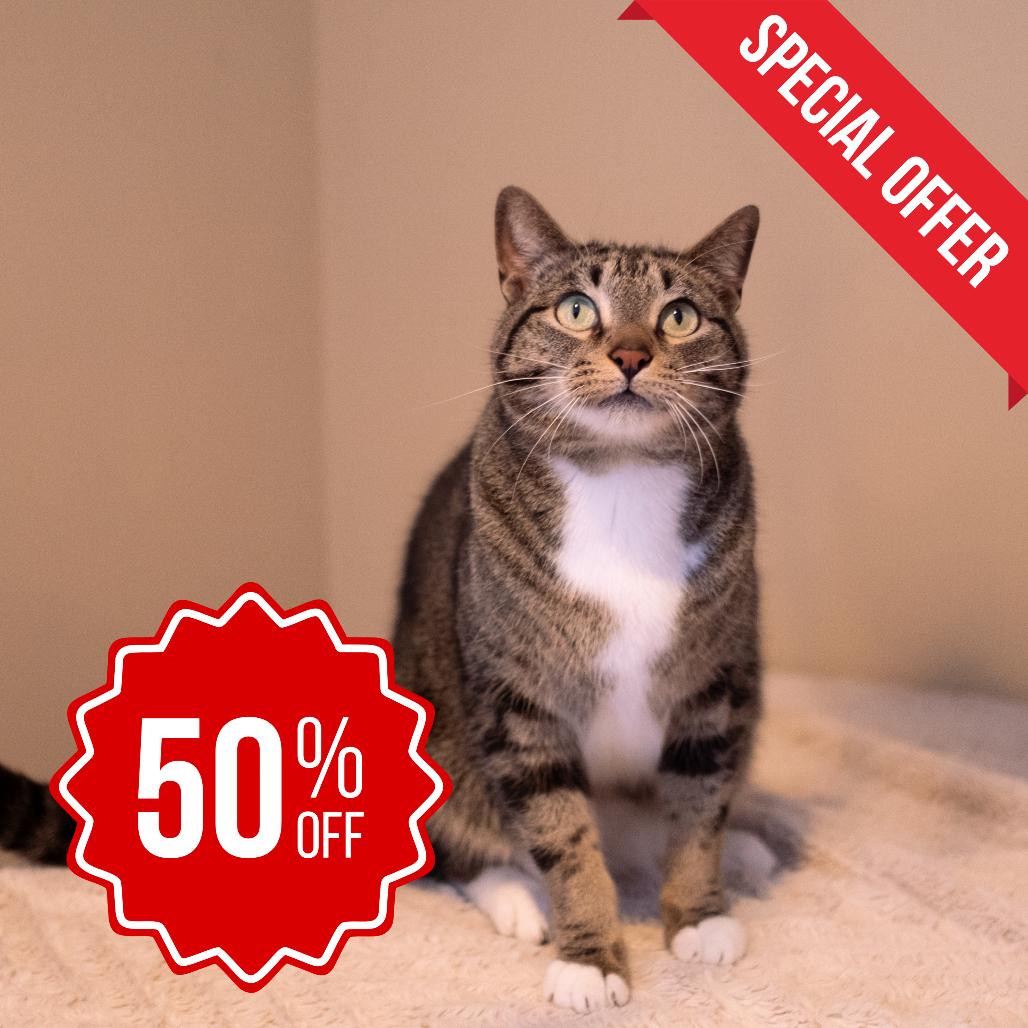 Enlarge Mack, a Adoptable Domestic Short Hair in Inver Grove Heights, MN image 5/6