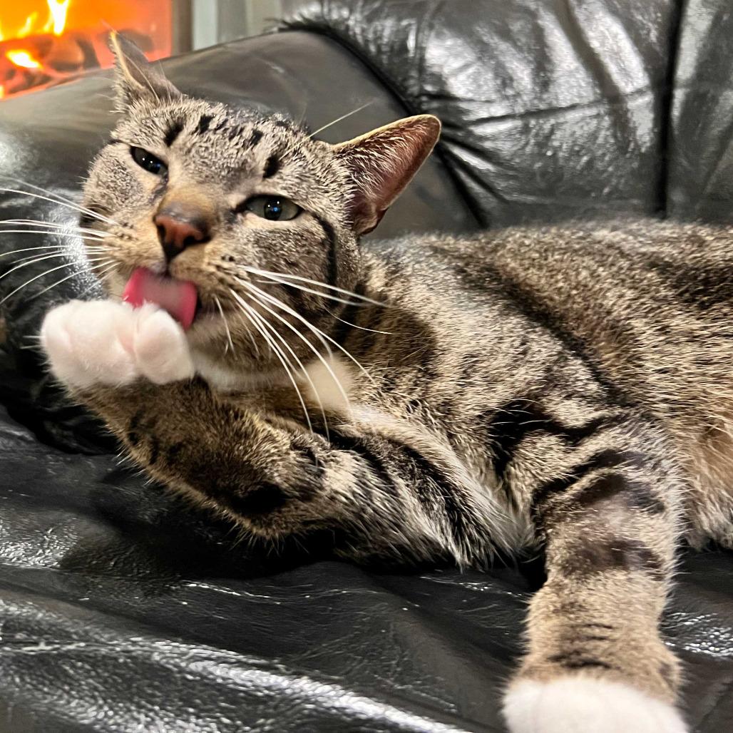 Enlarge Mack, a Adoptable Domestic Short Hair in Inver Grove Heights, MN image 5/6