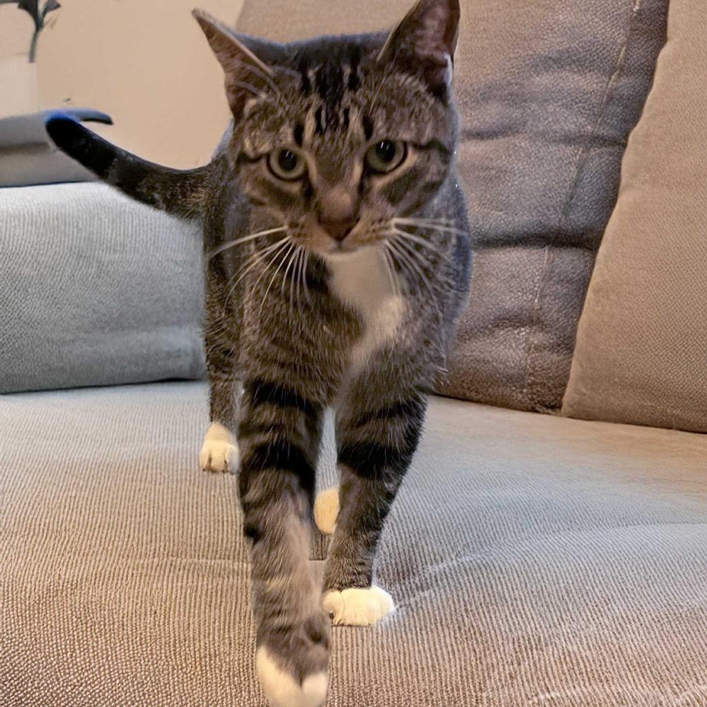 Enlarge Mack, a Adoptable Domestic Short Hair in Inver Grove Heights, MN image 6/6