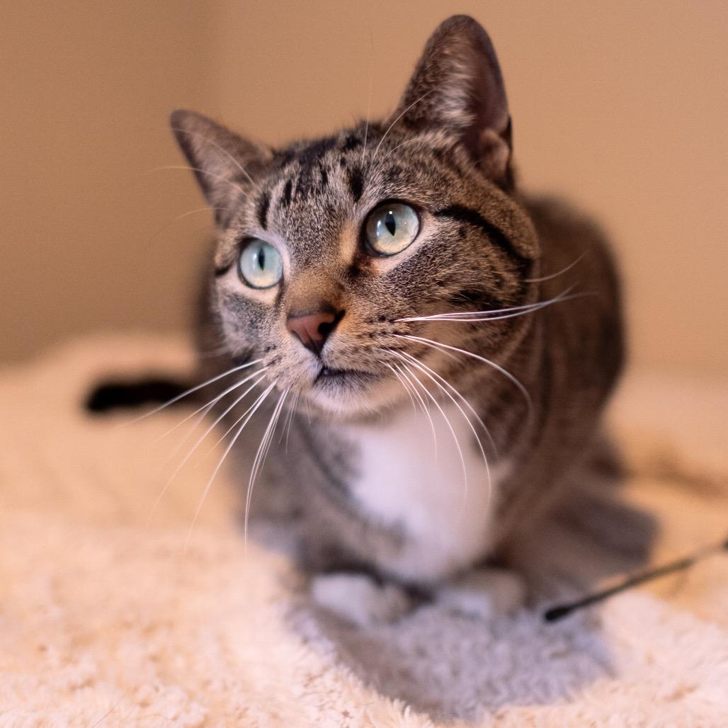 Enlarge Mack, a Adoptable Domestic Short Hair in Inver Grove Heights, MN image 6/6