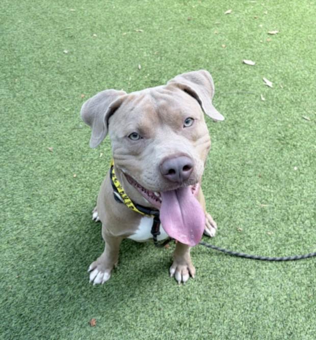 Enlarge CAPISTRANO, a Adoptable mixed breed in Van Nuys, CA image 1/1