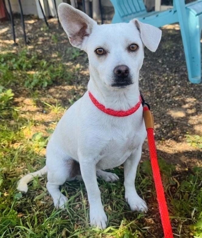 Jagger, Adoptable, Puppy Male Chihuahua & Mixed Breed.