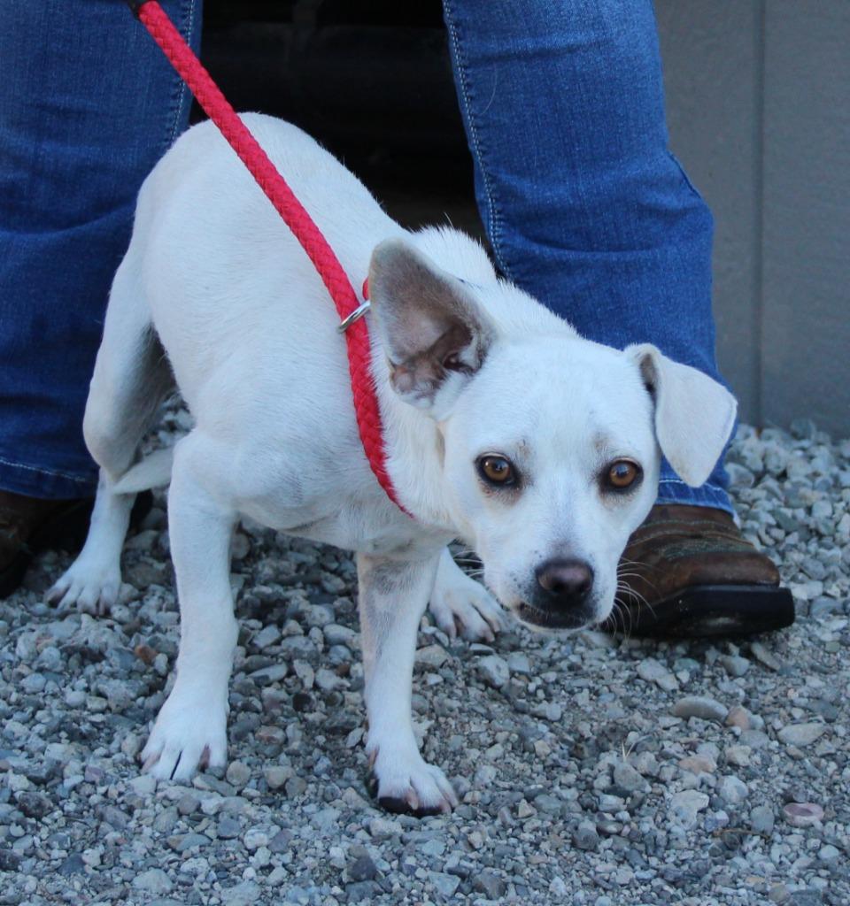 Jagger, Adoptable, Puppy Male Chihuahua & Mixed Breed.