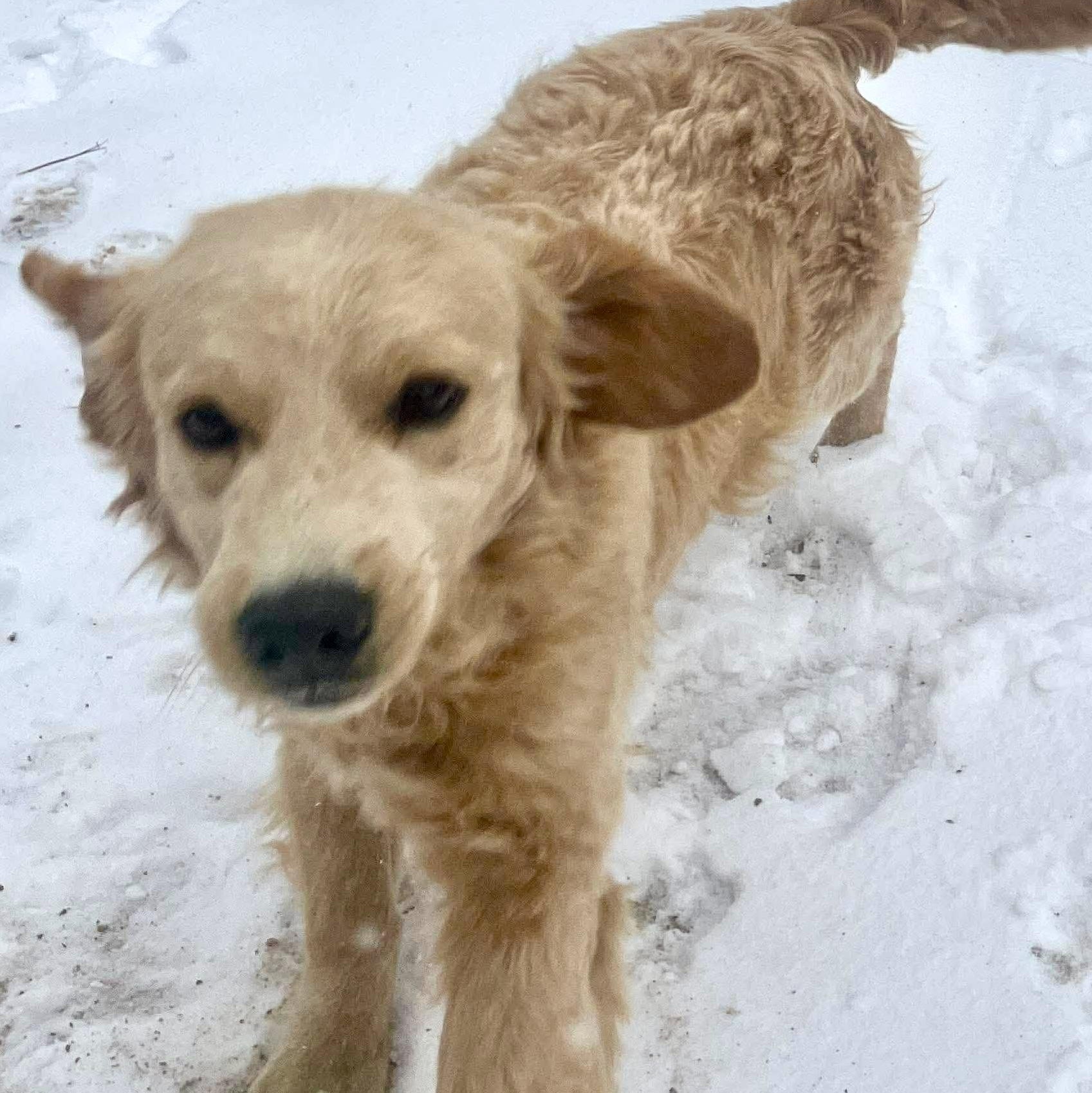 Enlarge Sullivan , an adopted mixed breed in Jay, NY image 6/6