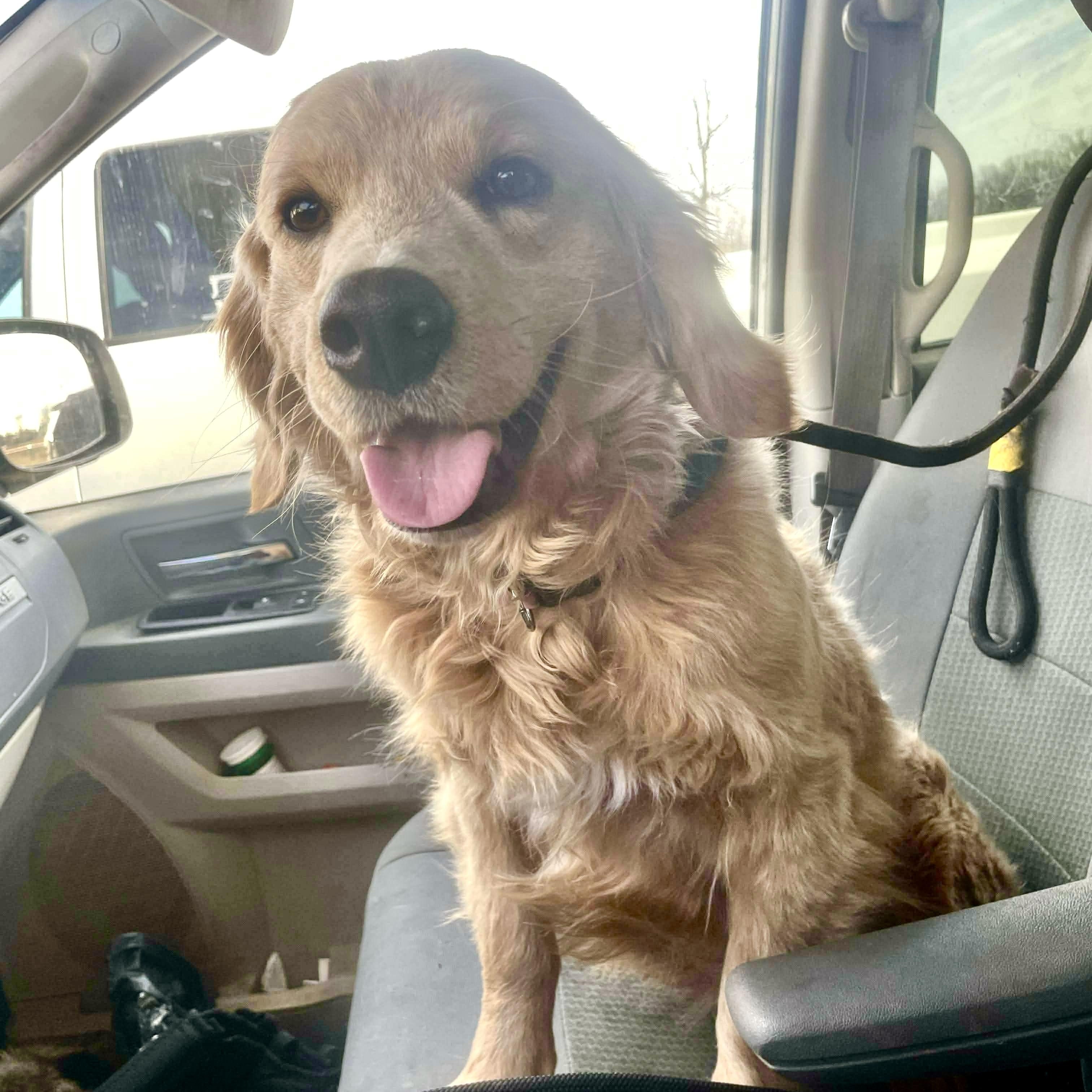 Enlarge Sullivan , an adopted mixed breed in Jay, NY image 1/6