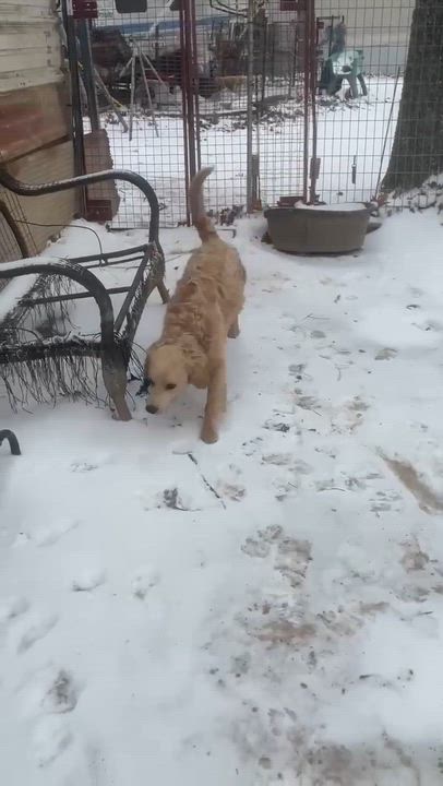 Enlarge Sullivan , an adopted mixed breed in Jay, NY video 4/6