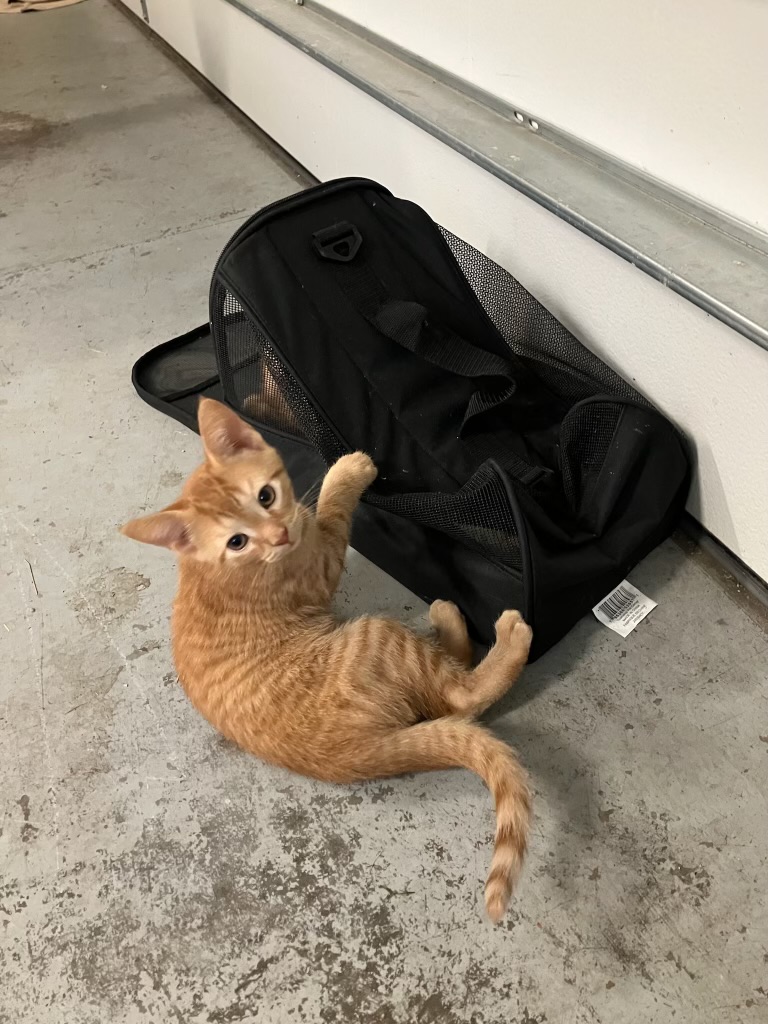 Enlarge Ziggy. 1/2 of the Dynamic Duo Twins!!!, a Adoptable Domestic Short Hair in Georgetown , SC image 3/4